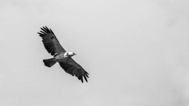 Açık kahverengi kartal açık mavi gökyüzü arka plan üzerinde uçan, Güney Afrika 