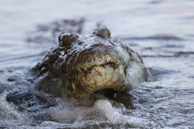 Nil timsahı avcılık balık Nehri su, Kruger National Park, Güney Afrika