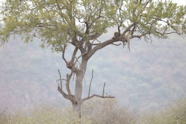 Nesli tükenmekte olan leopar uzak ağaçta asılı bir Impala öldürmek, dağlar ve gökyüzü arka planda, Kruger National Park, Güney Afrika