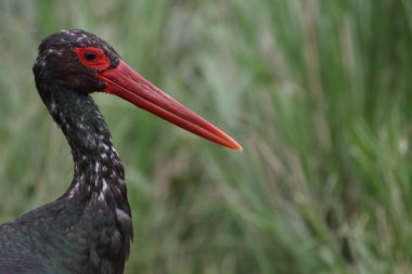 Siyah balıkçıl kuş avcılık balık nehir, Kruger National Park, Güney Afrika  