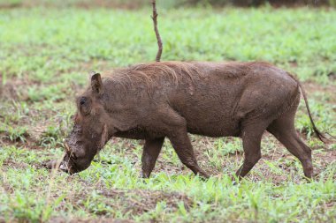 Yaban domuzu yeşil çim alanında yürüyüş , Kruger Ulusal Parkı, Güney Afrika 