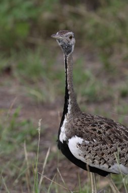 Arka planda yeşil çimile siyah karınlı korhaan büyük kuş portresi, Kruger Ulusal Parkı, Güney Afrika