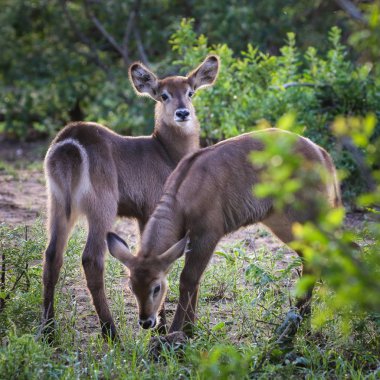 waterbucks, Kruger Ulusal Parkı, Güney Afrika