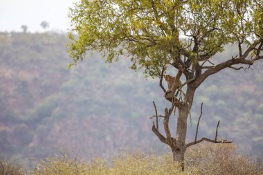 Nesli tükenmekte olan leopar uzak ağaçta asılı bir Impala öldürmek, dağlar ve gökyüzü arka planda, Kruger National Park, Güney Afrika