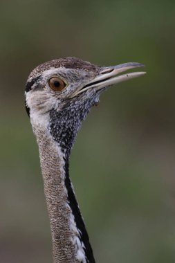 Arka planda yeşil çimile siyah karınlı korhaan büyük kuş portresi, Kruger Ulusal Parkı, Güney Afrika