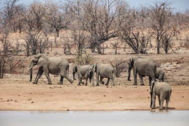 Sürüsü toz river, Güney Afrika yanındaki yürüyüş Afrika 