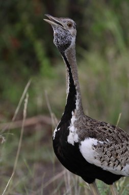 Arka planda yeşil çimile siyah karınlı korhaan büyük kuş portresi, Kruger Ulusal Parkı, Güney Afrika