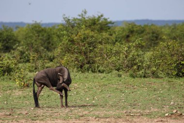 Gnu antilopları yiyecek ot aramak için çalılıkların arasında yürürken, Kruger Milli Parkı