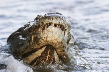 Nil timsahı avcılık balık Nehri su, Kruger National Park, Güney Afrika