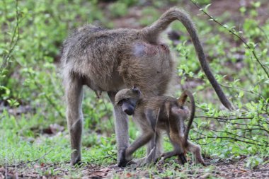 Gri chacma babun maymunlar yolda birbirleriyle oynarken, Kruger Milli Parkı 
