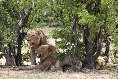 Erkek aslan kardeşler ağaçların gölgesinde dinleniyor, Kruger Ulusal Parkı, Güney Afrika