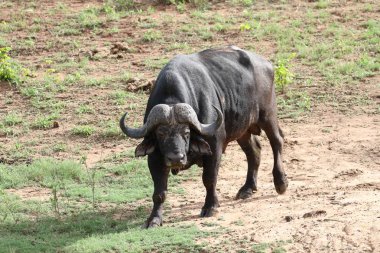 Uzun boynuzları ile eski erkek Cape buffalo boğa , Güney Afrika