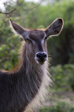 waterbuck, Kruger Ulusal Parkı, Güney Afrika