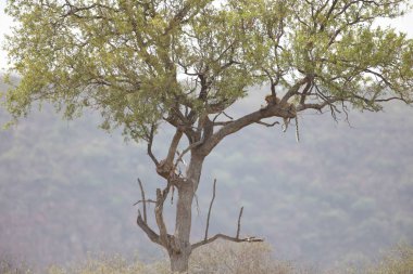 Nesli tükenmekte olan leopar uzak ağaçta asılı bir Impala öldürmek, dağlar ve gökyüzü arka planda, Kruger National Park, Güney Afrika