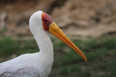 Yellow-billed stork bird at river, Kruger National Park, South Africa 