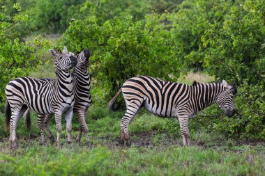 Siyah ve beyaz zebra atlar oynarken, Kruger National Park, Güney Afrika