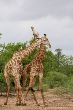 African giraffes fighting with long necks on safari, Kruger National Park