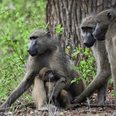 Gri chacma babun maymunlar yolda birbirleriyle oynarken, Kruger Milli Parkı 