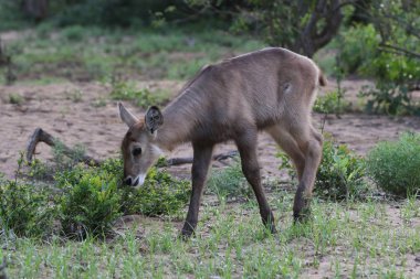 waterbuck, Kruger Ulusal Parkı, Güney Afrika