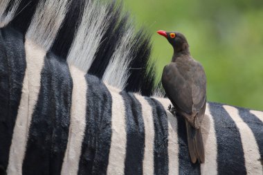 Black and white stripes of a zebra as perch for yellow-billed oxpecker bird, Kruger National Park, South Africa stock vector