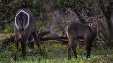 waterbucks, Kruger Ulusal Parkı, Güney Afrika