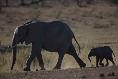 Fil aile birlikte, yürüyüş Kruger National Park, Güney Afrika