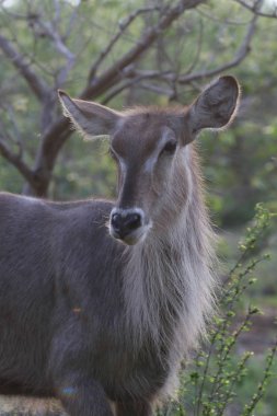 waterbuck, Kruger Ulusal Parkı, Güney Afrika