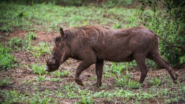 Yaban domuzu yeşil çim alanında yürüyüş , Kruger Ulusal Parkı, Güney Afrika 