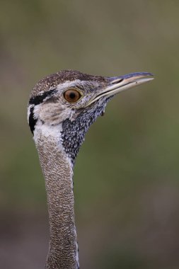 Arka planda yeşil çimile siyah karınlı korhaan büyük kuş portresi, Kruger Ulusal Parkı, Güney Afrika