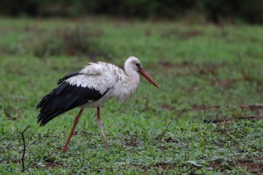 Beyaz leylek yürüyüş alanı yeşil çim arka plan ile uçuş önce Kruger National Park, Güney Afrika