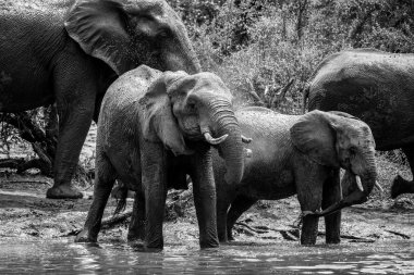 Barajda oynayan fil sürüsi, Kruger Ulusal Parkı 