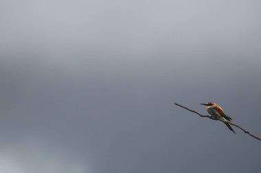 Beyaz-fronted Arı yiyen kuş şey Tree Branch, Kruger Ulusal Park oturan