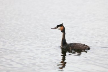 Nil timsahı avcılık balık Nehri su, Kruger National Park, Güney Afrika