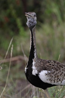 Arka planda yeşil çimile siyah karınlı korhaan büyük kuş portresi, Kruger Ulusal Parkı, Güney Afrika