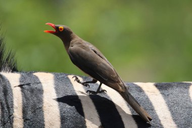 Siyah ve beyaz çizgili levrek oxpecker Sarı gagalı kuş, Kruger National Park, Güney Afrika için olarak bir zebra