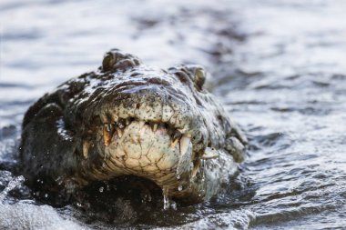 Nil timsahı avcılık balık Nehri su, Kruger National Park, Güney Afrika