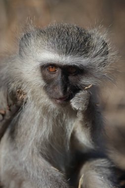 maymun , Addo Elephant National Park, Güney Afrika