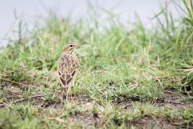 Yerde duran Afrika çim incir kuşu Anthus kuş, Kruger Milli Parkı 