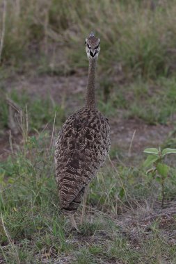 Arka planda yeşil çimile siyah karınlı korhaan büyük kuş portresi, Kruger Ulusal Parkı, Güney Afrika