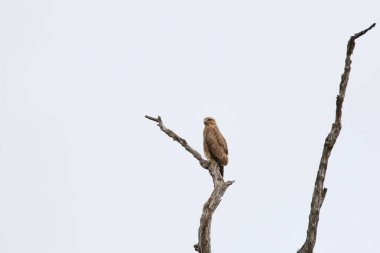 Kalın ağaç Şubesi üzerinde oturan küçük kahverengi kartal, Kruger Ulusal Parkı, Güney Afrika 