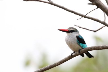 Ağaç dalında avını arayan orman balıkçısı kuş Kruger Ulusal Parkı, Güney Afrika