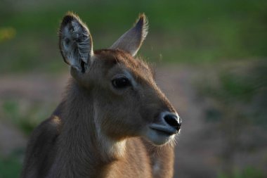 waterbuck, Kruger Ulusal Parkı, Güney Afrika