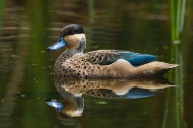 Mavi fatura üzerinde sakin nehir suyu, Güney Afrika yüzme ile vahşi deniz mavisi ördek