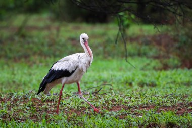 Beyaz leylek yürüyüş alanı yeşil çim arka plan ile uçuş önce Kruger National Park, Güney Afrika