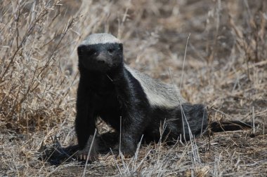 Kumda yürüyen bal porsuğu, Kalahari, Güney Afrika