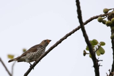 Mor sırtlı sığırcık kuş mavi bulutlu gökyüzü arka plan, Kruger Milli Parkı, Güney Afrika ile ağaçtan incir yeme 