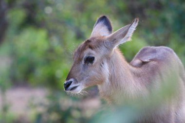 waterbuck, Kruger Ulusal Parkı, Güney Afrika