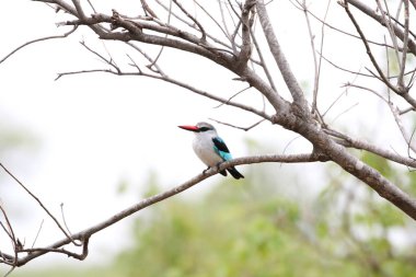 Ağaç dalında avını arayan orman balıkçısı kuş Kruger Ulusal Parkı, Güney Afrika