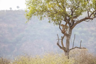 Nesli tükenmekte olan leopar uzak ağaçta asılı bir Impala öldürmek, dağlar ve gökyüzü arka planda, Kruger National Park, Güney Afrika
