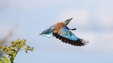 Avrupa silindir kuşu , Güney Afrika